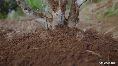 2021 福海頂級信譽(yù)產(chǎn)品榮耀上市